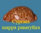 Cypraea mappa mappa f. panerythra, Melvill 1888